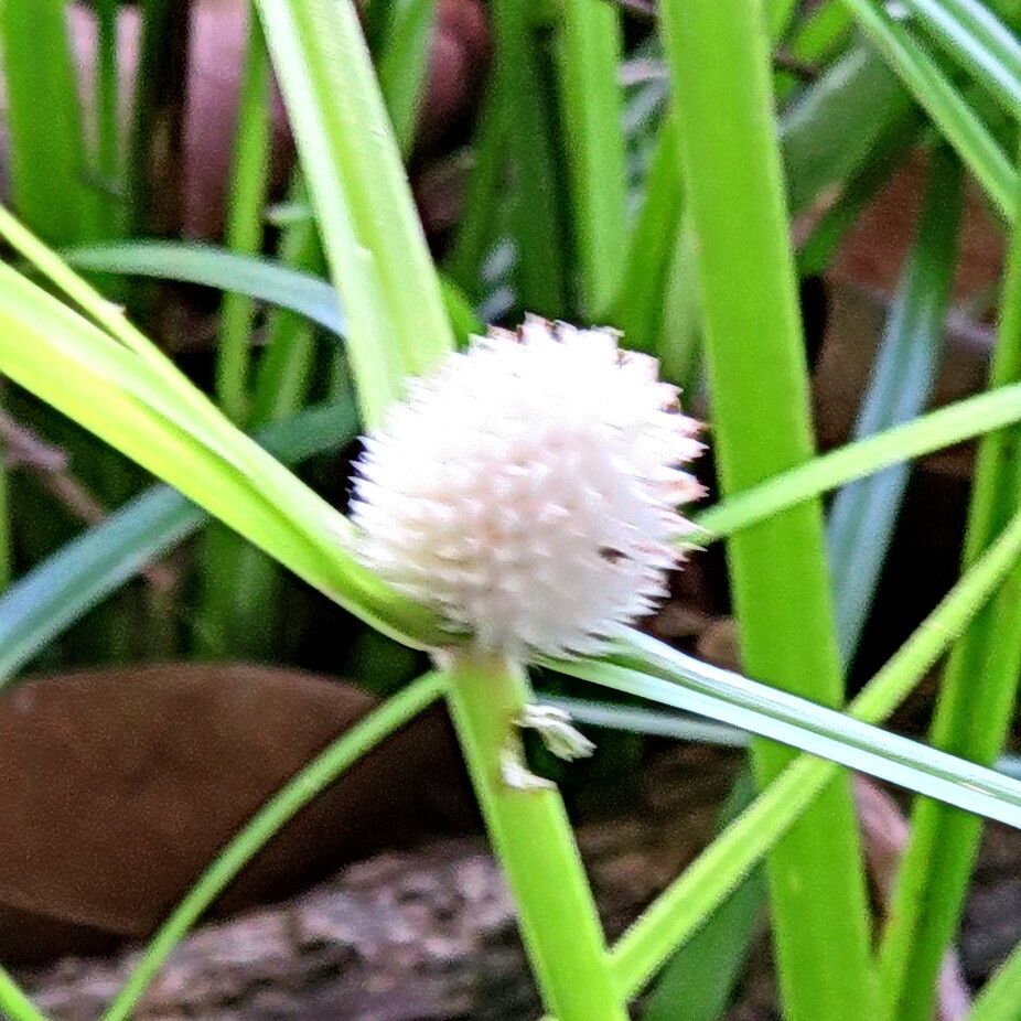 Cyperus dubius — houseplant care guide