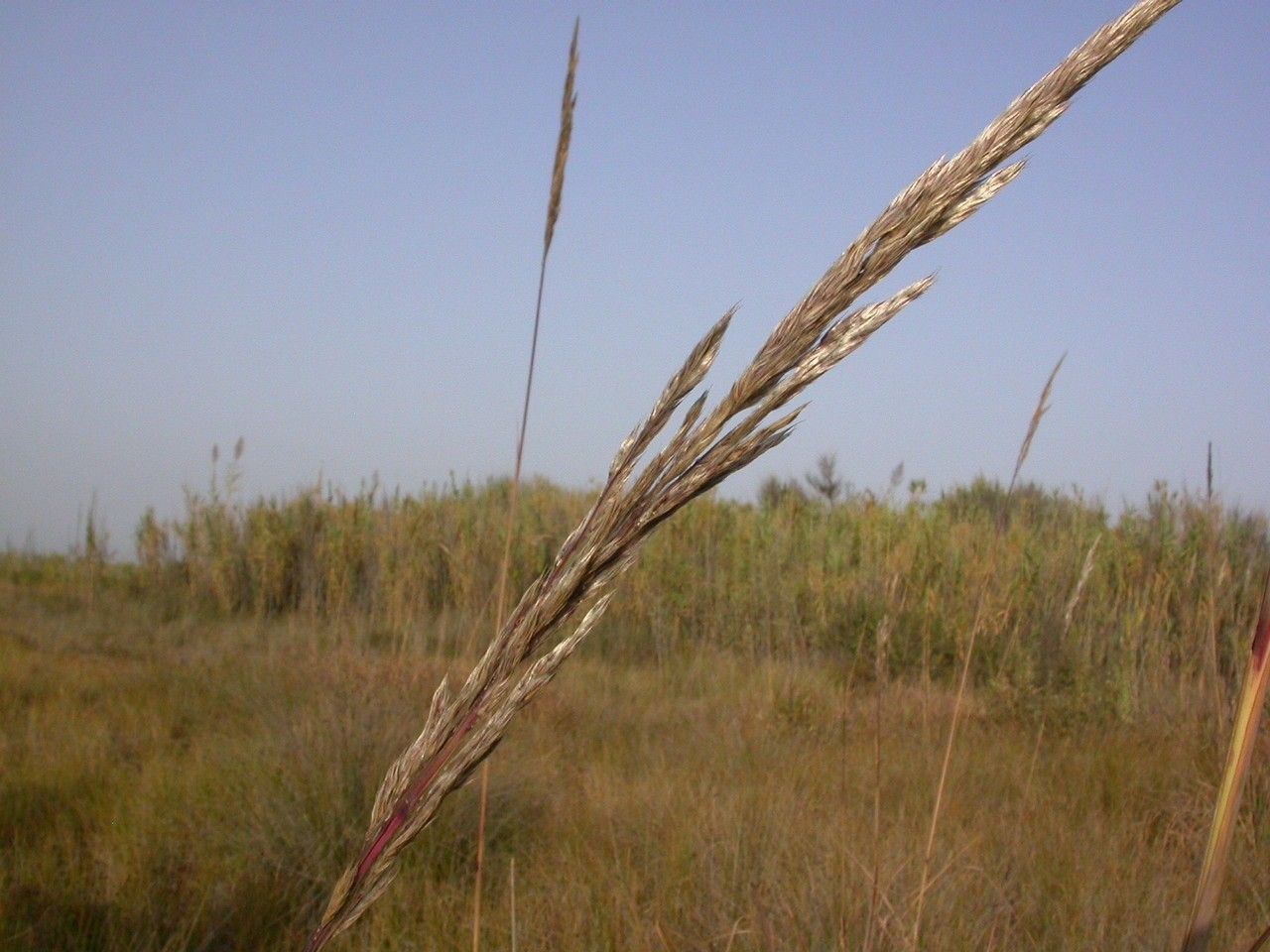 Tripidium ravennae fruit