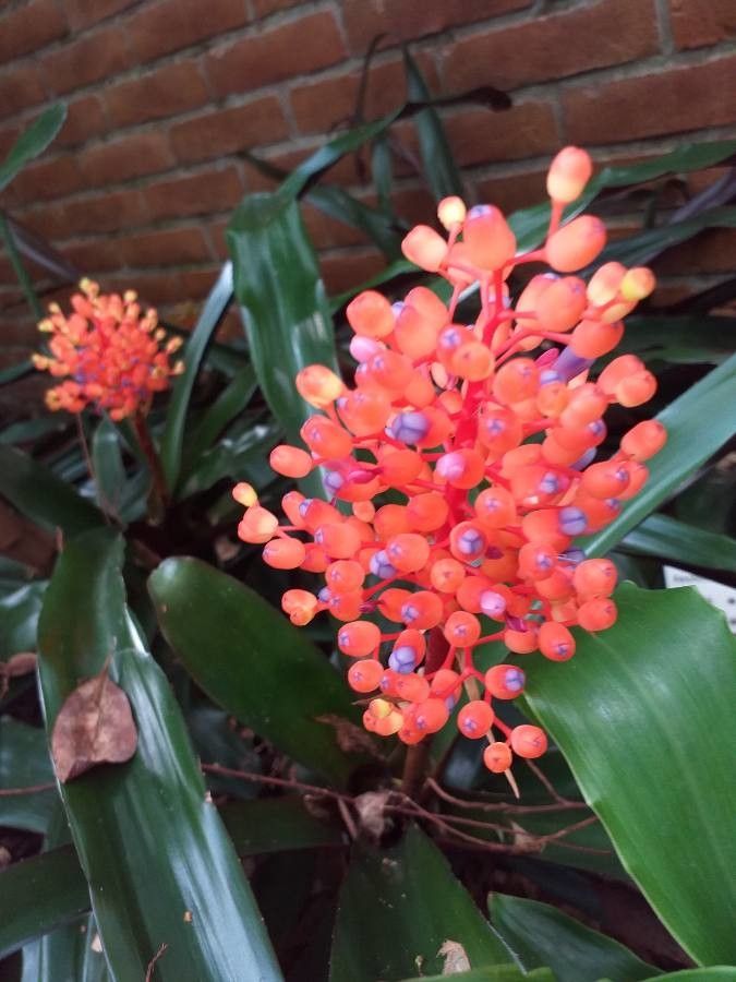 Aechmea fulgens fruit