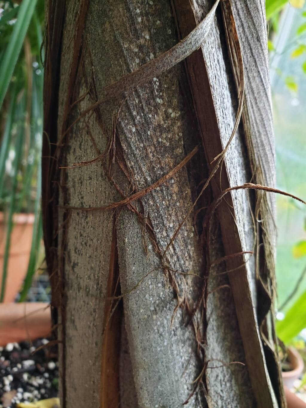 Chambeyronia divaricata bark