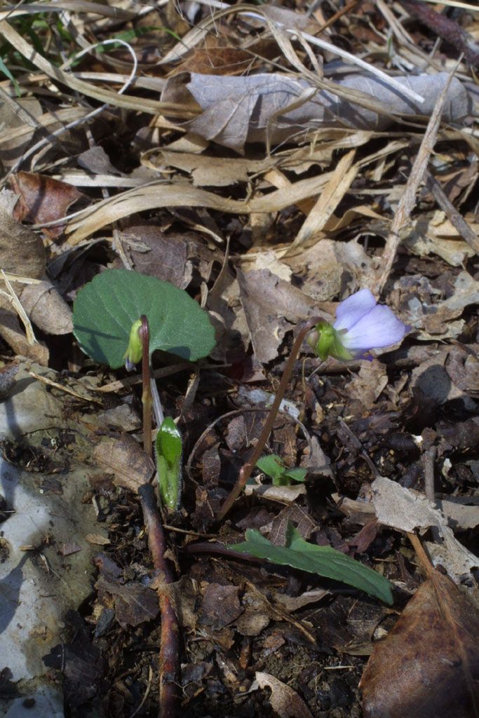 Viola septemloba habit