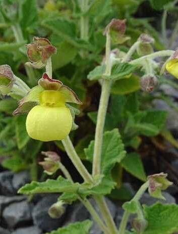 Calceolaria plectranthifolia flower