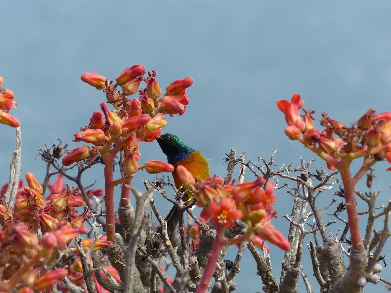 Tylecodon paniculatus flower