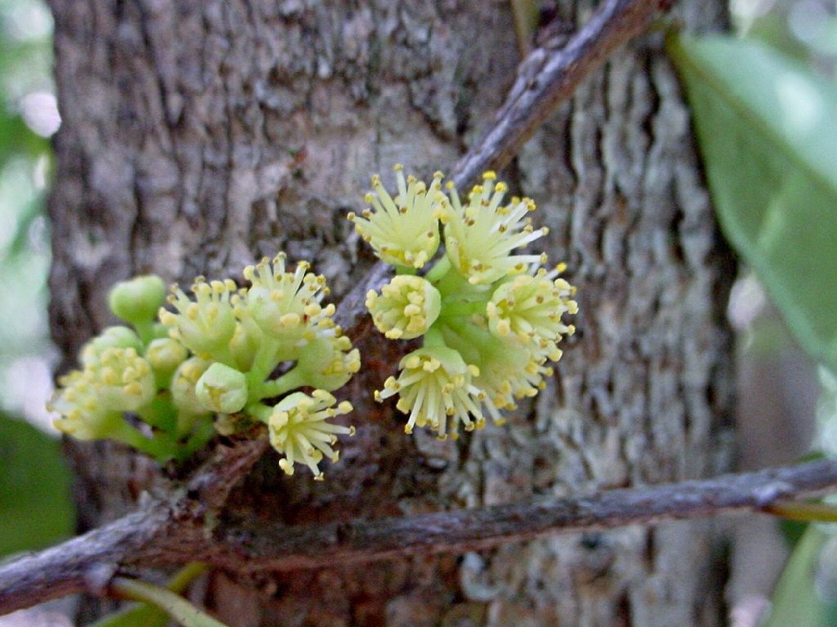 Xylosma grossecrenata flower