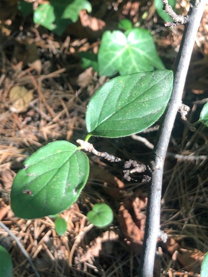 Cotoneaster nebrodensis leaf