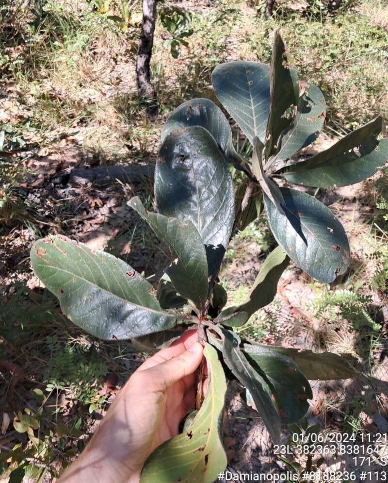 Terminalia corrugata leaf