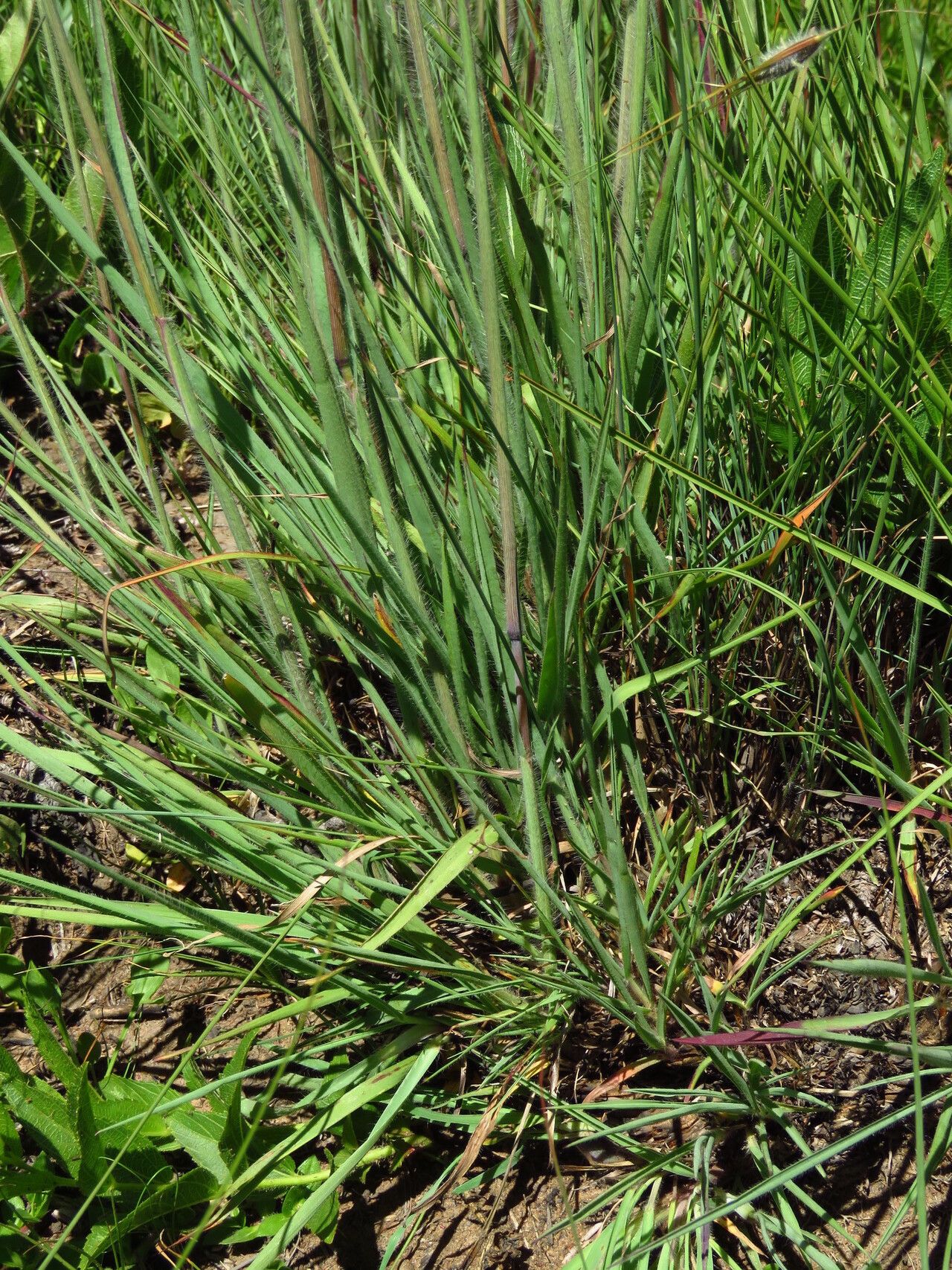 Digitaria tricholaenoides habit