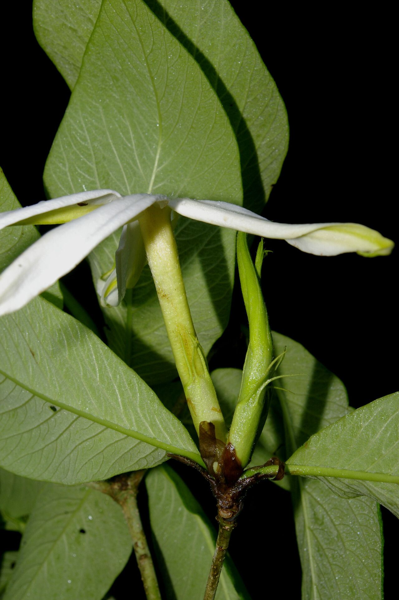 Randia lasiantha — houseplant care guide