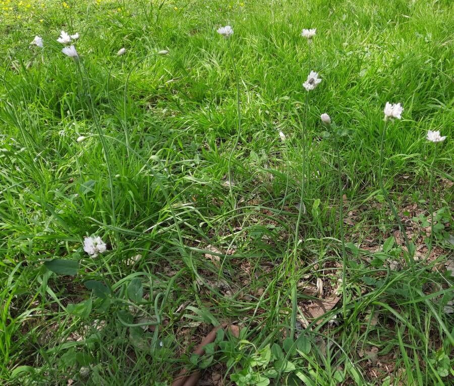 Allium massaessylum habit