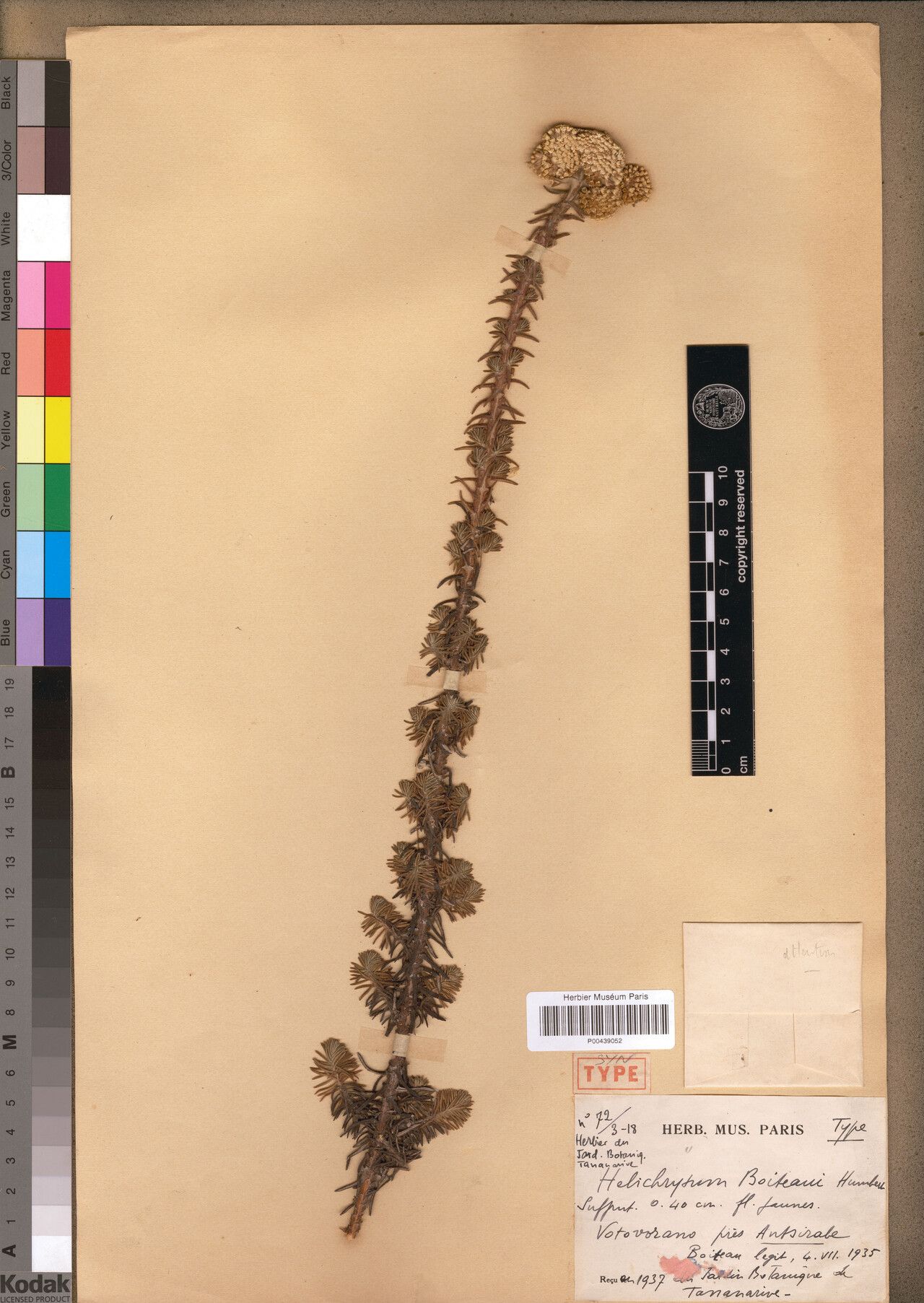 Helichrysum boiteaui — houseplant care guide