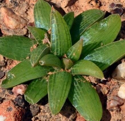 Bulbine fallax habit