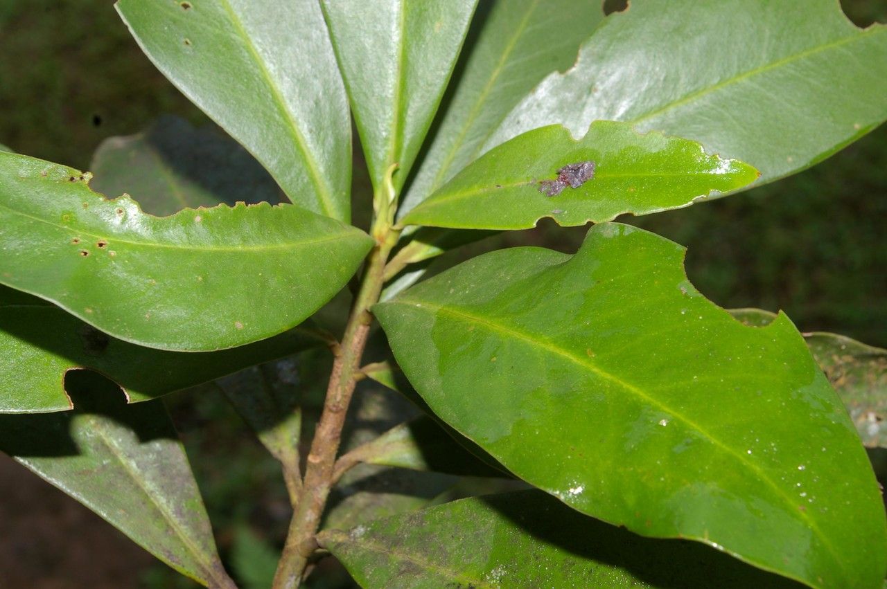 Varronia spinescens — houseplant care guide