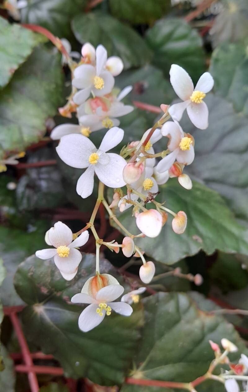 Begonia nigritarum flower