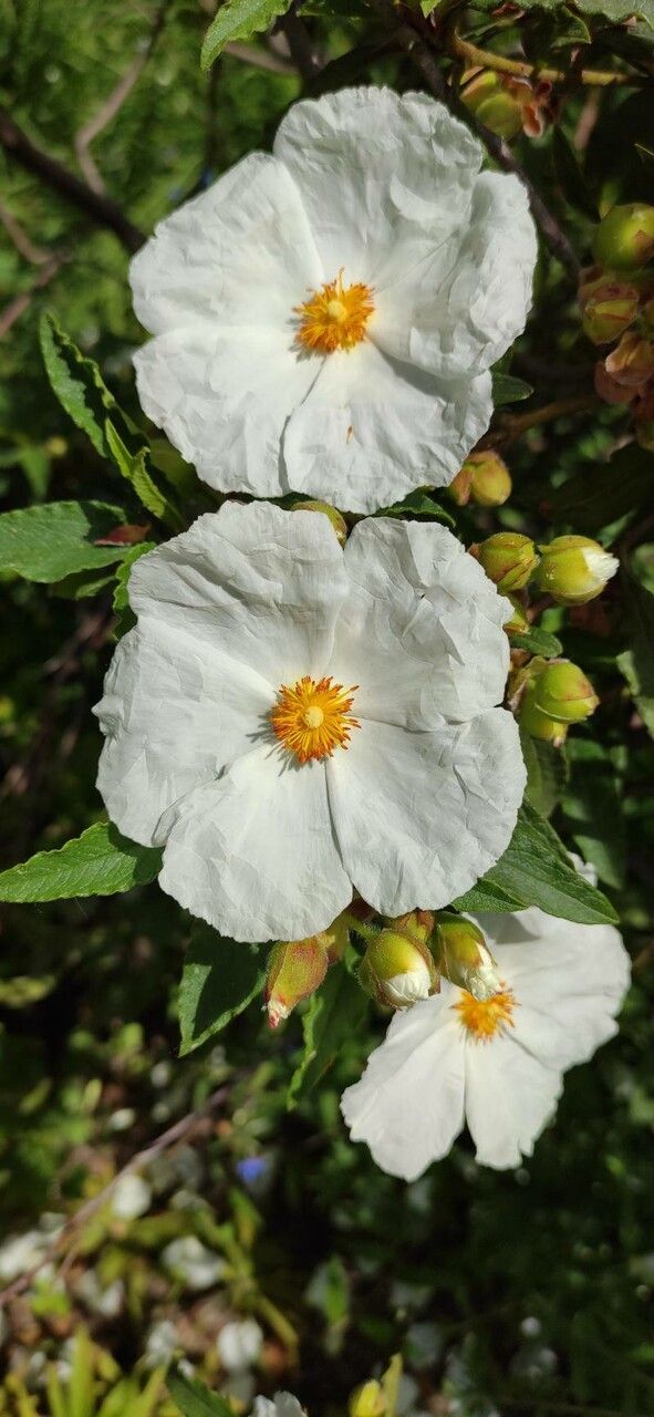 Cistus × aguilari flower