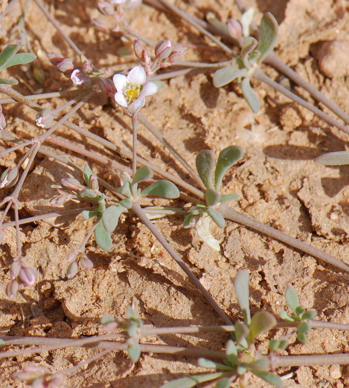Polycarpaea robbairea flower