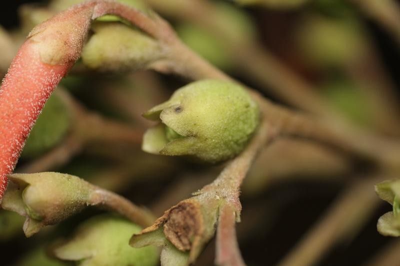 Isertia coccinea fruit