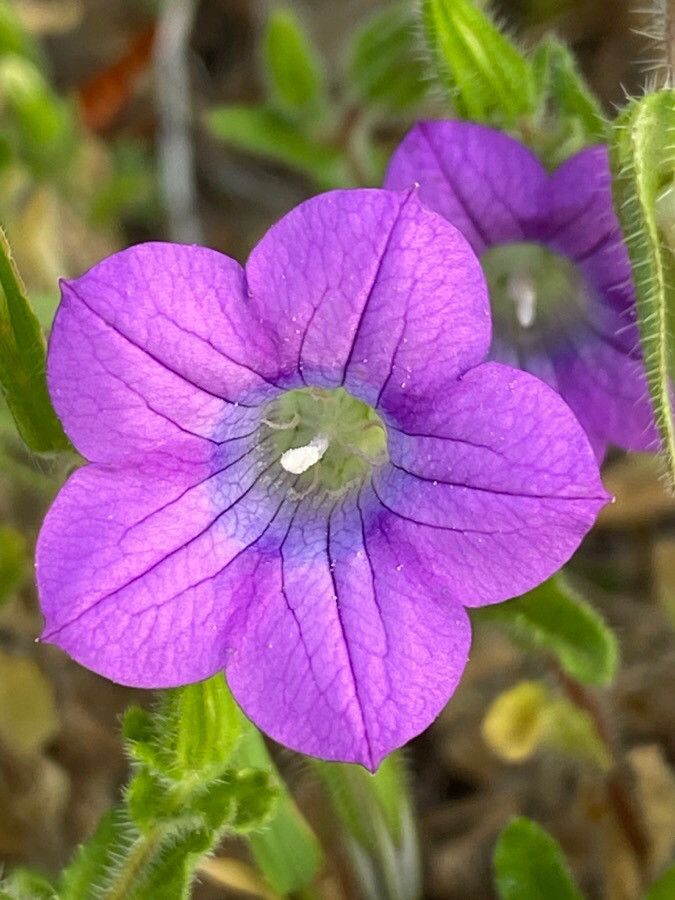 Campanula dichotoma flower