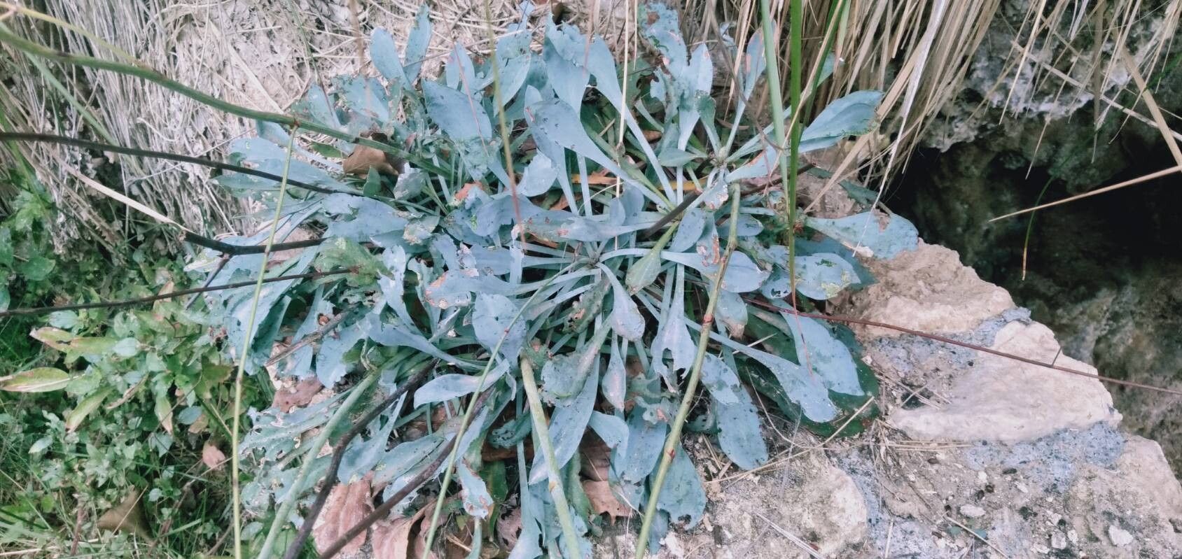 Limonium alicunense leaf