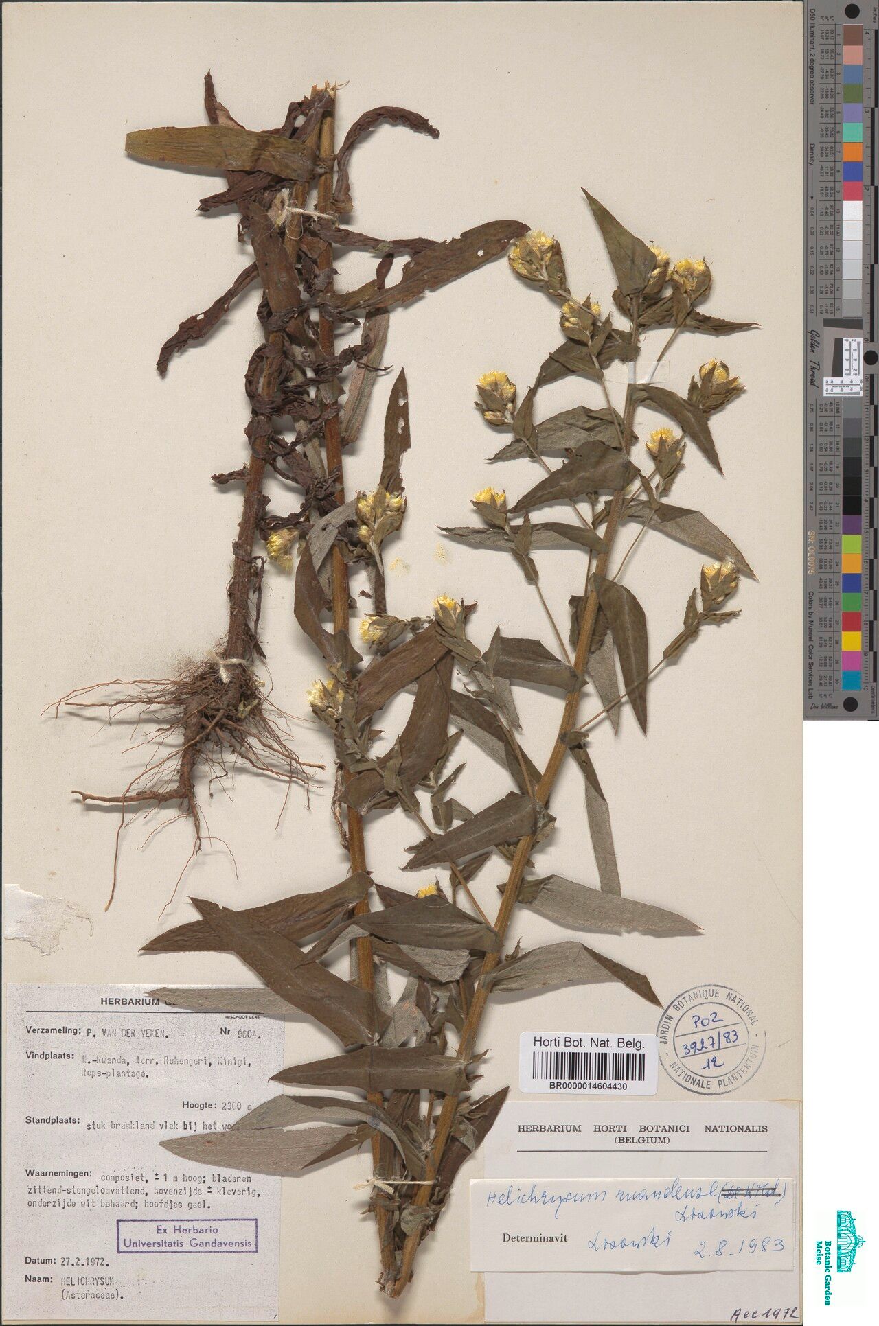 Helichrysum ruandense — search result for 'Helichrysum'