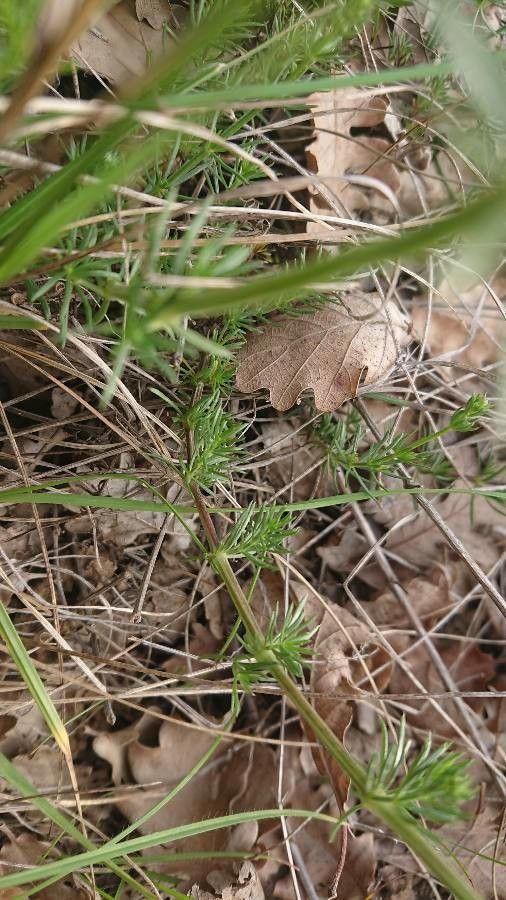 Galium corrudifolium bark