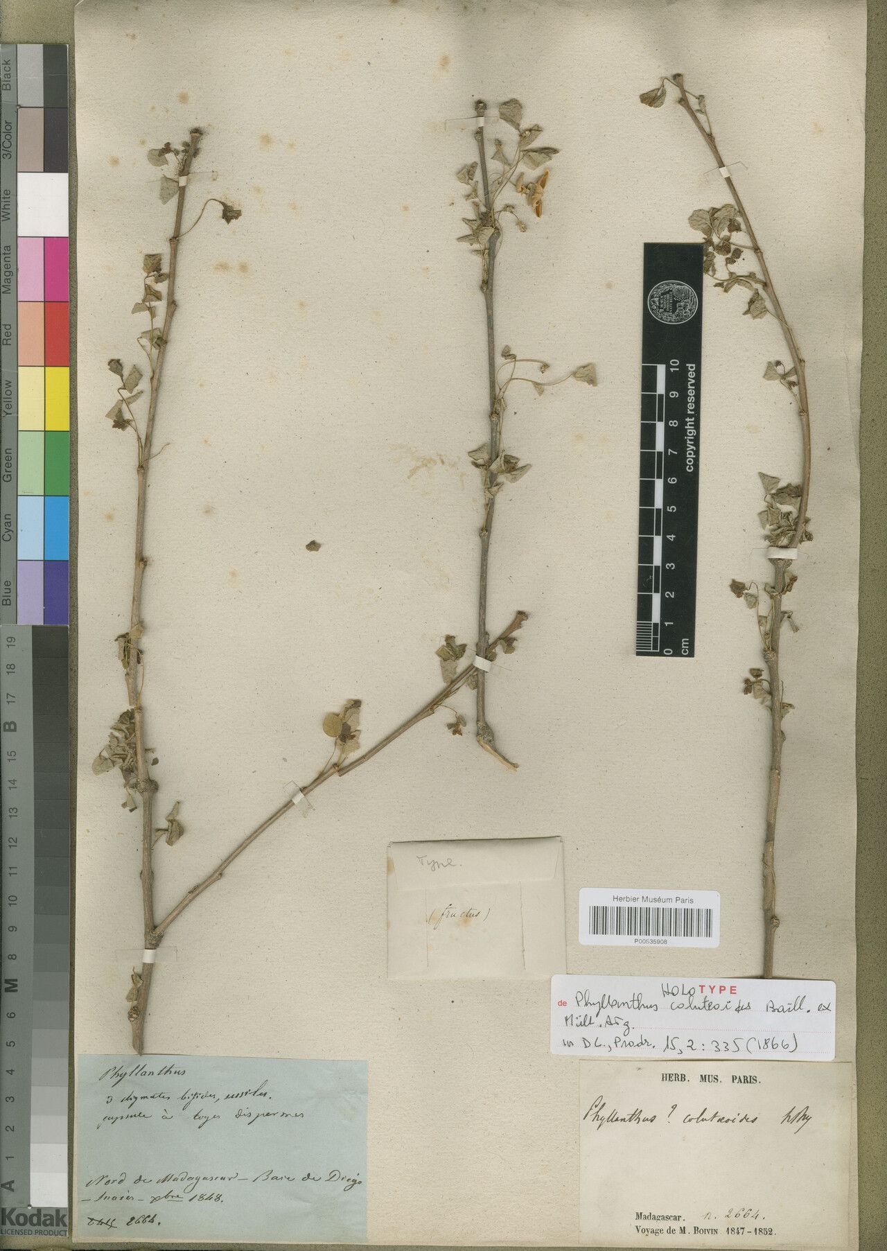 Phyllanthus coluteoides — houseplant care guide