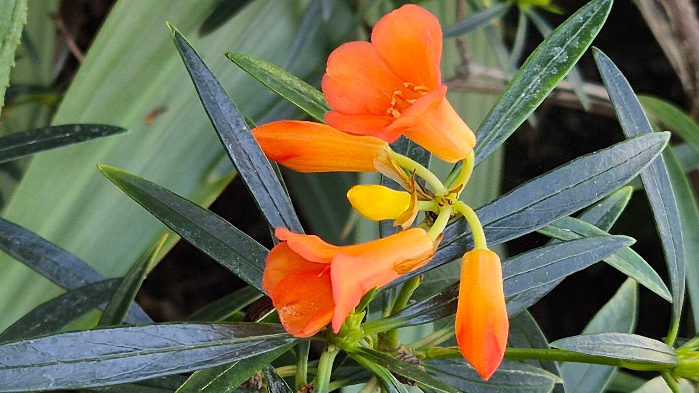 Rhododendron javanicum flower