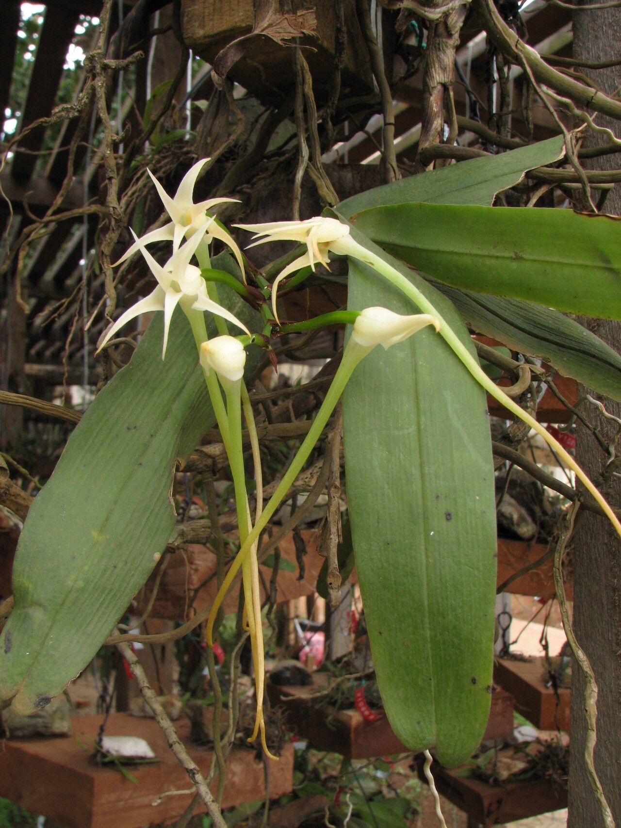 Cyrtorchis chailluana habit
