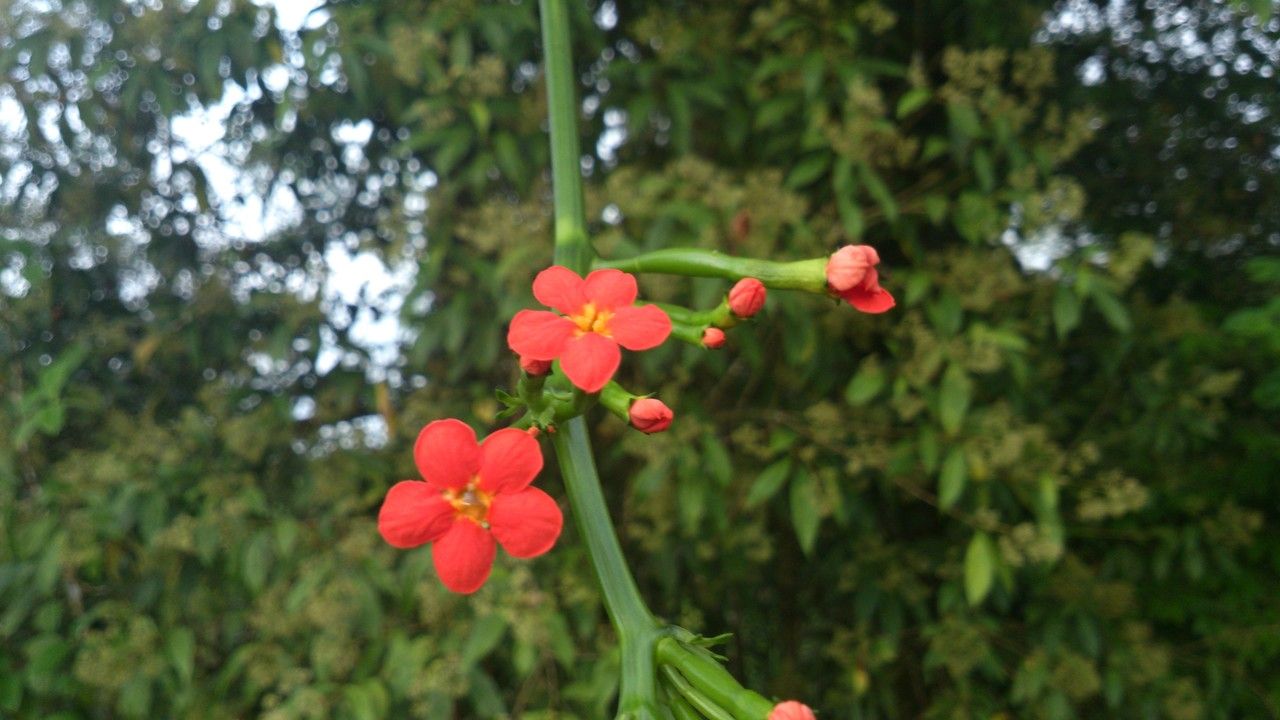 Psiguria warscewiczii — related species from the same genus