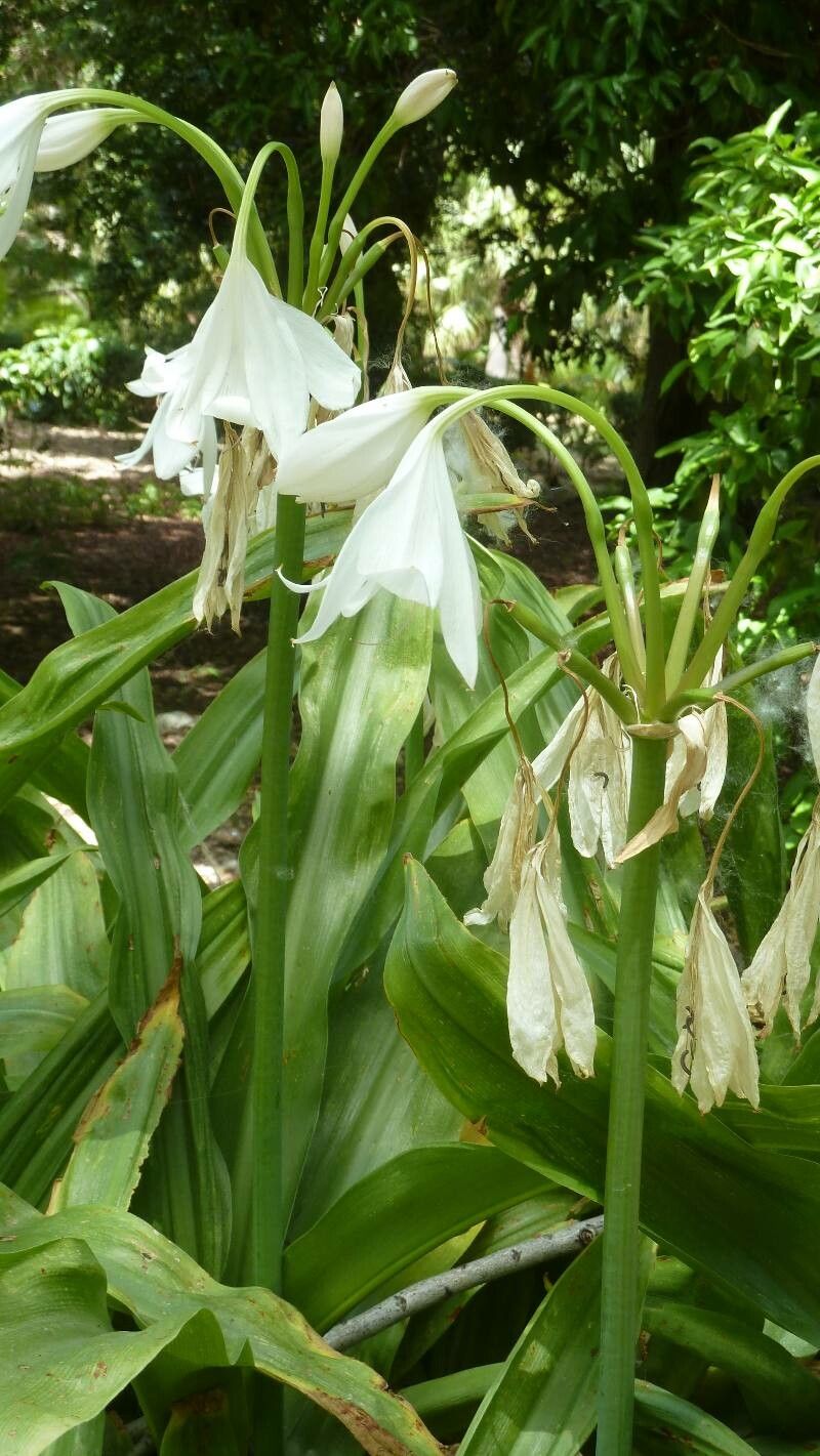Crinum moorei flower