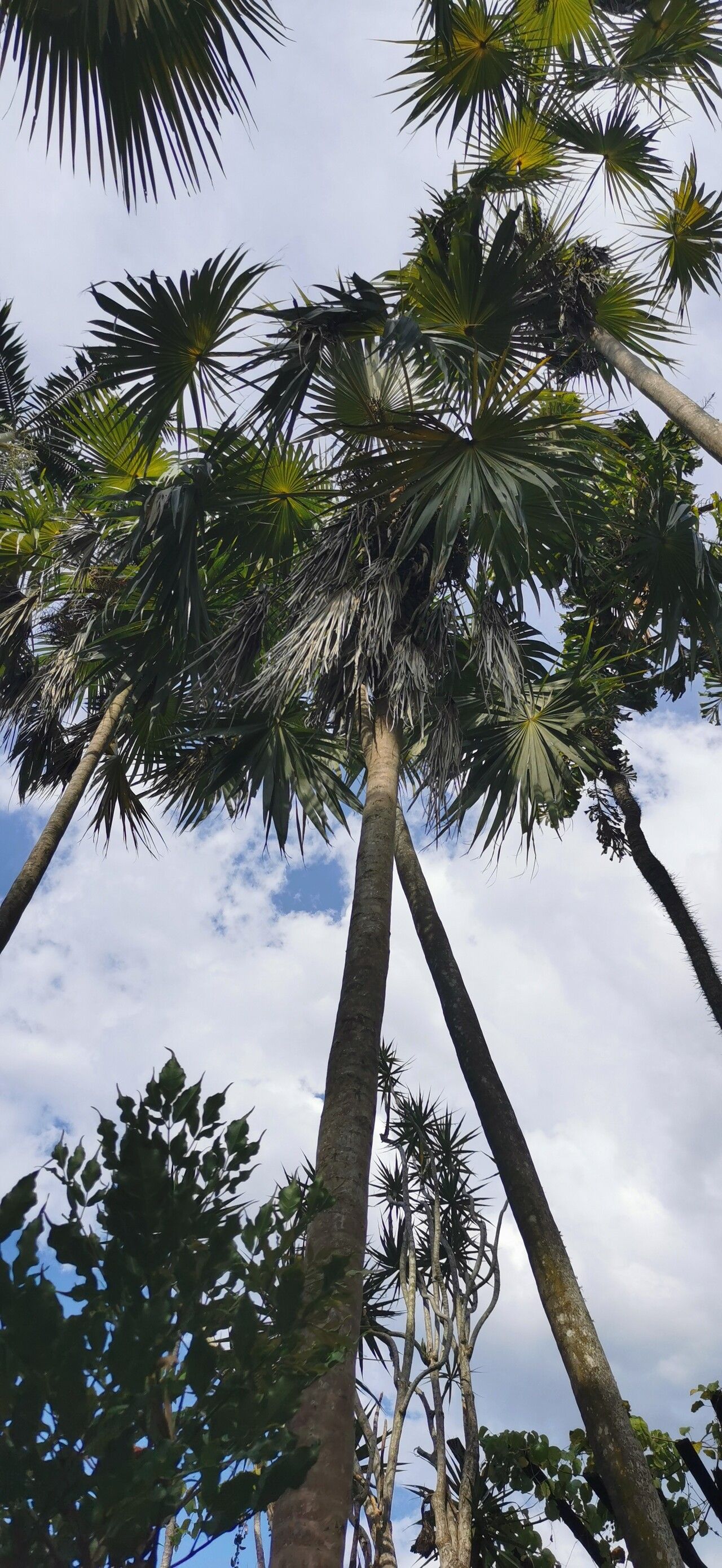 Coccothrinax alta habit
