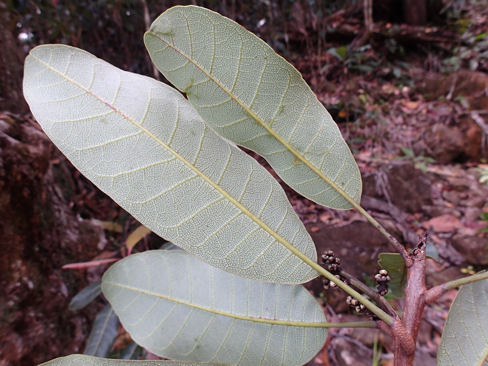 Semecarpus balansae — related species from the same genus