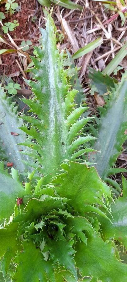 Eryngium floribundum — search result for 'Eryngium'