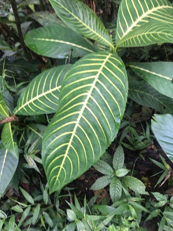 Sanchezia speciosa leaf