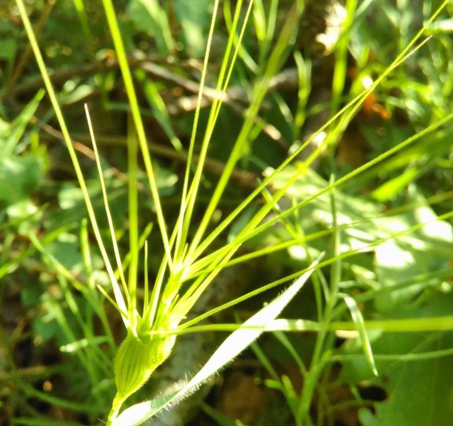 Aegilops neglecta flower