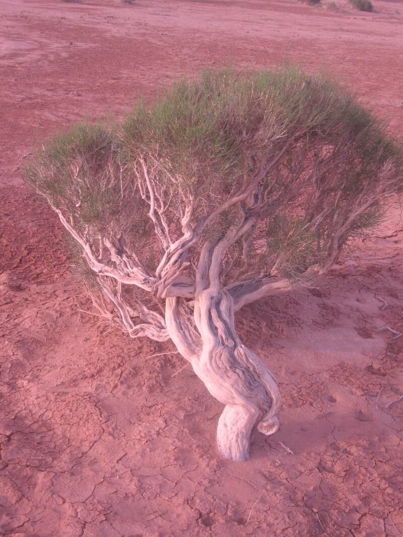 Haloxylon ammodendron — related species from the same genus