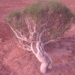 Haloxylon ammodendron