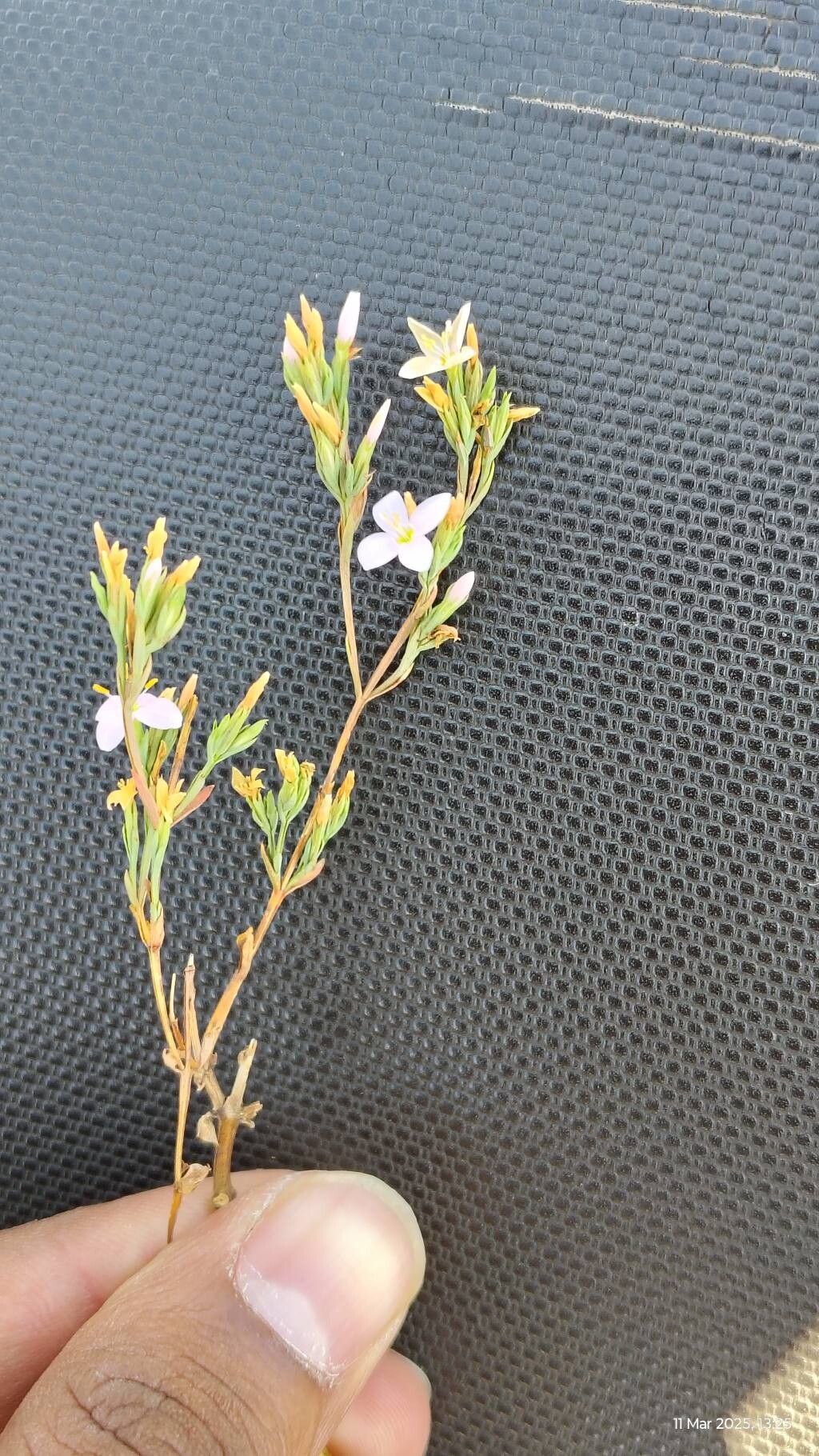 Canscora stricta flower