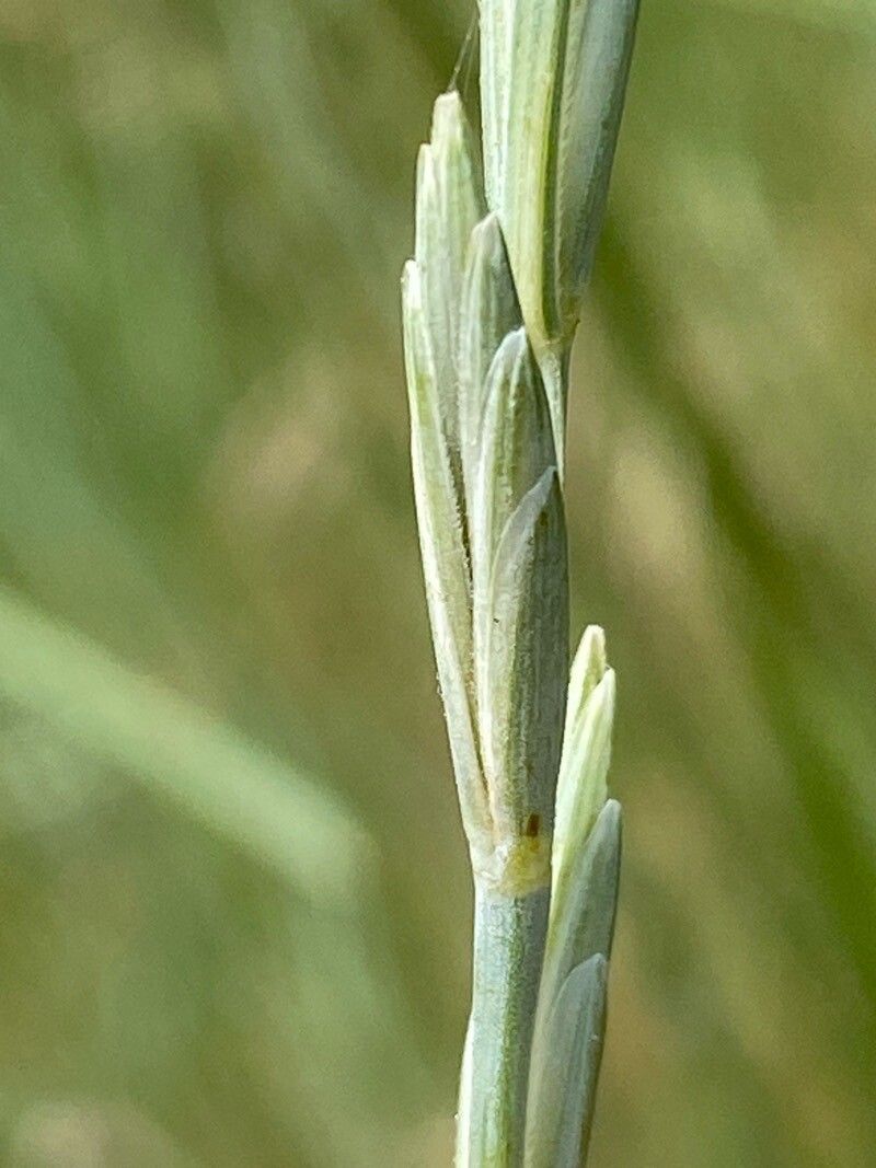 Thinopyrum obtusiflorum fruit