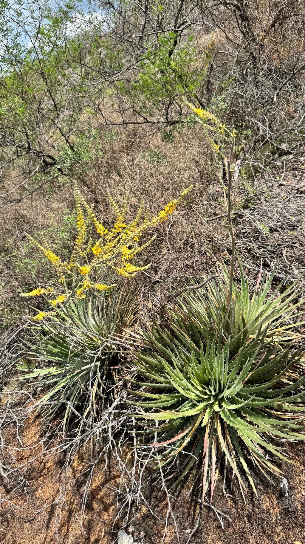 Dyckia maritima habit