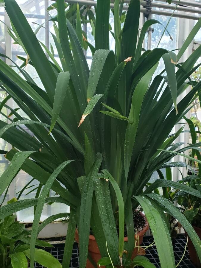 Neomarica caerulea habit