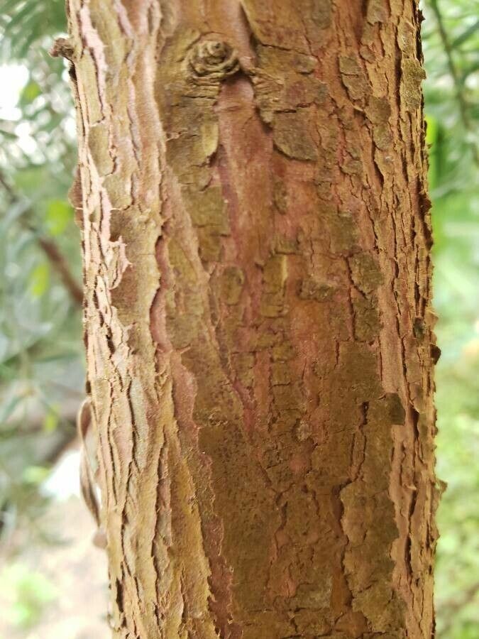 Podocarpus lawrencei bark