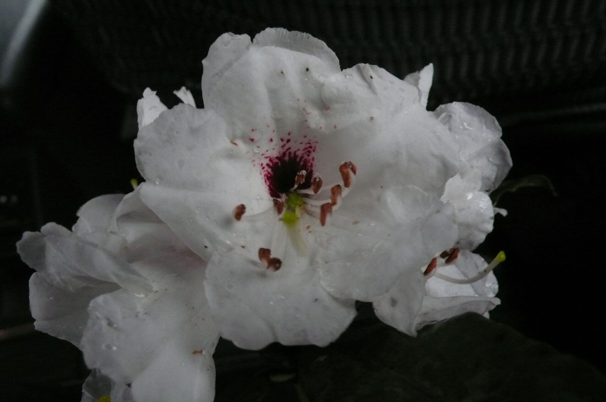 Rhododendron araiophyllum flower