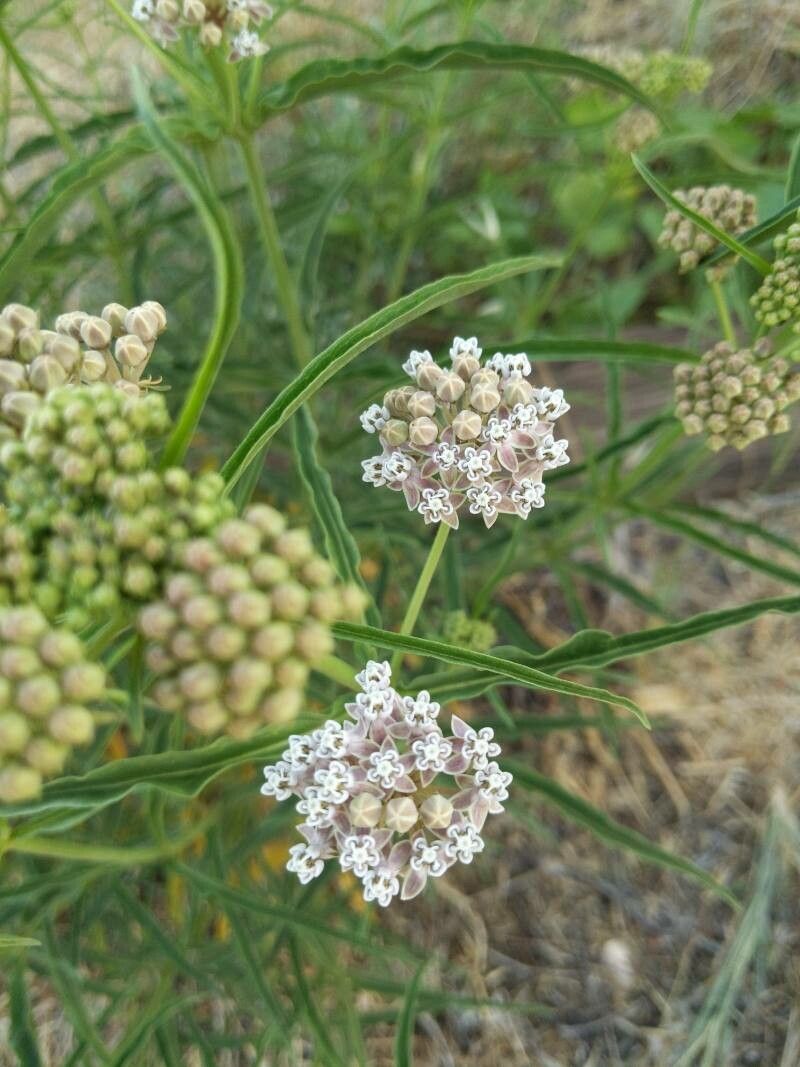Asclepias fascicularis flower