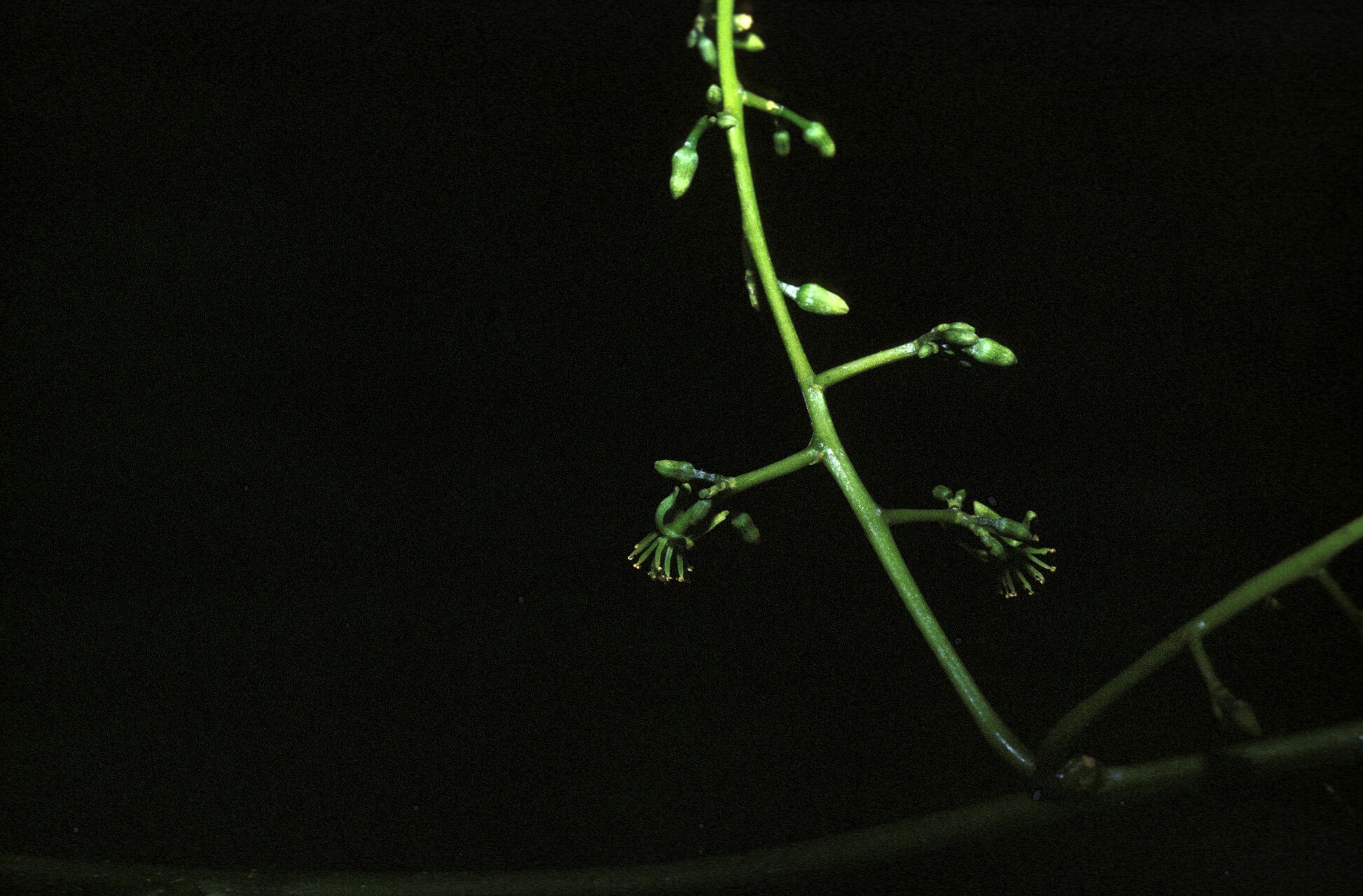 Plukenetia polyadenia flower