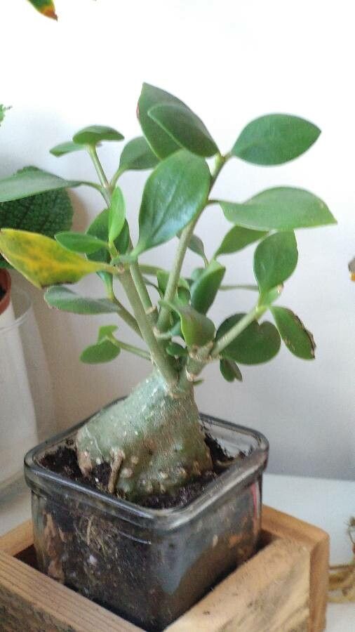 Dischidia vidalii — search result for 'Hoya'