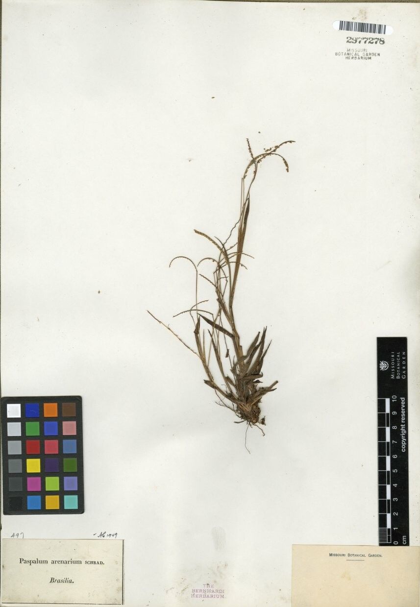 Paspalum arenarium — related species from the same genus
