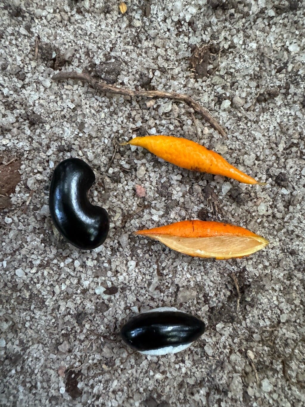 Swartzia myrtifolia — houseplant care guide