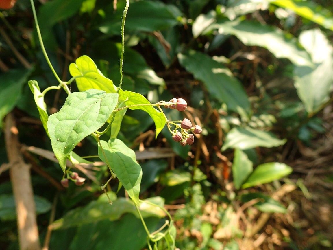 Vincetoxicum gilletii — search result for 'Vincetoxicum'