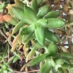 Sedum nussbaumerianum