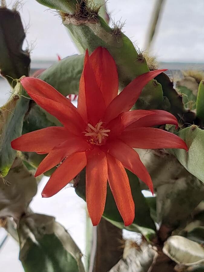 Hatiora gaertneri flower